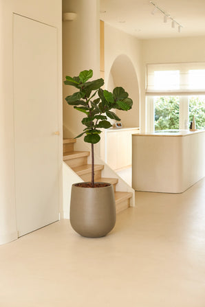 Een Kunstplant Ficus Tabaksplant Deluxe van 155 cm in een grote grijze pot staat in een lichte, minimalistische kamer met lichte houten vloeren, witte muren, een trap en zonlicht dat door de ramen naar binnen stroomt.