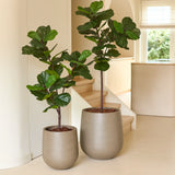 Twee Kunstplant Ficus Tabaksplant Deluxe van 125 cm in grote beige potten staan binnen bij de trap en geven de ruimte een gezellige kamerplantensfeer. Natuurlijk licht vult de ruimte, waardoor de brede, glanzend groene bladeren van de planten extra goed tot hun recht komen en het minimalistische, moderne interieur wordt aangevuld met een Afrikaanse sfeer.