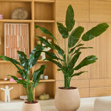 Twee grote groene potplanten, waaronder de opvallende Kunstplant Strelitzia Nicolai Deluxe 165 cm, staan op de vloer in een moderne woonkamer met lichte houten planken en kasten, versierd met minimale decoraties en abstracte kunst. De weelderige tropische Kunstplant Strelitzia Nicolai Deluxe 165 cm voegt een levendige frisheid toe aan de rustige ruimte.