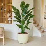 De Kunstplant Strelitzia Nicolai Deluxe 180 cm staat statig in een beige pot en vormt een prachtige aanvulling op een moderne, minimalistische woonruimte met lichte muren, een houten trap en een wandplank versierd met decoratieve voorwerpen — perfect om een tropisch vakantiegevoel in huis te halen.