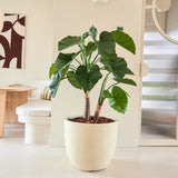 De Kunstplant Alocasia van 120 cm, met zijn grote, weelderige bladeren en dikke stengels, staat in een lichte, moderne kamer met een minimalistische inrichting, een ronde spiegel en abstracte wandkunst op de achtergrond.