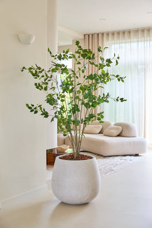 De Kunstplant Ficus van 180 cm, met zijn weelderige groene bladeren, staat trots op een lichte vloer in een moderne, lichte woonkamer met een witte bank, een zacht vloerkleed en doorschijnende gordijnen die natuurlijk licht binnenlaten.