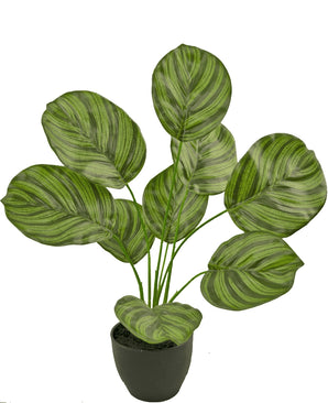 Kunst Calathea 48 cm in sierpot zwart