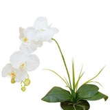 De Kunst Orchidee 50 cm wit in pot heeft een witte orchidee met meerdere bloemen en knoppen, groene bladeren en lange stelen, gepresenteerd in een kleine ronde witte pot met mos op een effen witte achtergrond.