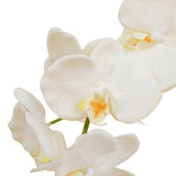 Een close-up van de Kunst Orchidee 50 cm wit in pot toont verschillende witte orchideeënbloemen met lichtgele en oranje hartjes tegen een witte achtergrond.