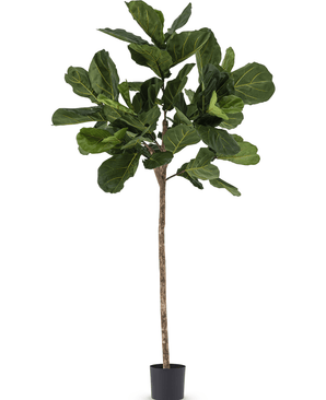 Kunst Tabaksplant Ficus Lyrate 225 cm