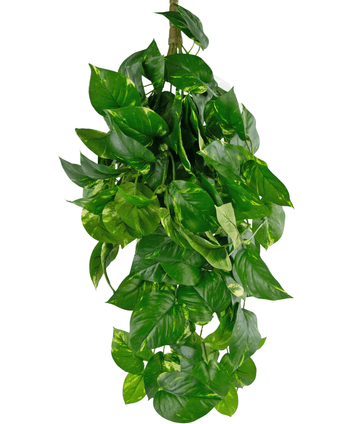 Kunst hangplant Golden Vine Deluxe 80 cm