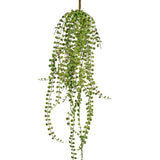 De Kunst hangplant Vetplant 71 cm heeft lange, hangende groene stelen met kleine, ronde bladeren, perfect om te laten zien tegen een witte achtergrond.