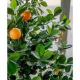 Close-up van de Kunst sinaasappelboom 120 cm, met weelderige groene bladeren en meerdere rijpe oranje vruchten, binnen geplaatst bij een helder raam.