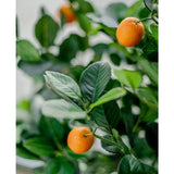 Close-up van de Kunst sinaasappelboom 120 cm, met levendige groene bladeren en kleine oranje vruchten. De zacht vervaagde achtergrond accentueert de levensechte kleuren van deze decoratieve kunstplant.