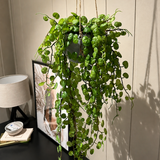 kunst hangplant vetplant in pot van hoge kwaliteit