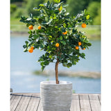 Een Kunst-sinaasappelboom van 120 cm met rijpe vruchten staat in een witte pot met reliëf op een houten terras, met uitzicht op een wazig waterpartij en een groen landschap buiten.