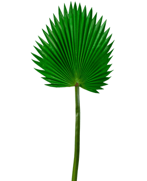 Kunstblad Washingtonia 83cm