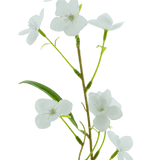 Een close-up van de Kunstbloem Alstroemeria Real Touch Wit 100 cm toont de delicate groene steel, slanke bladeren en kleine witte bloemen tegen een effen witte achtergrond.