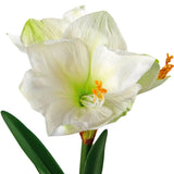 De Kunstbloem Amaryllis Real Touch wit 48 cm heeft twee witte amaryllisbloemen met een lichtgroen hart, oranje meeldraden en groene bladeren tegen een witte achtergrond.