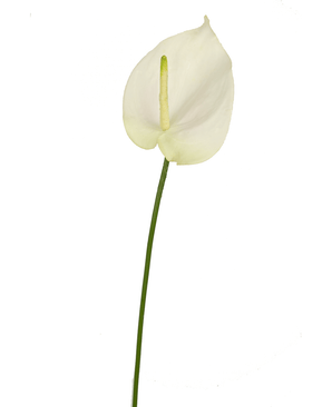 Kunstbloem Anthurium 68 cm wit