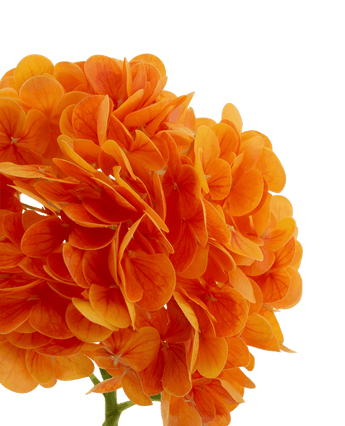 Kunstbloem Charlotte hortensia Real Touch oranje 49 cm