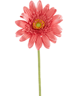 Kunstbloem Gerbera 55 cm roze