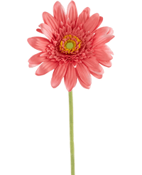 Kunstbloem Gerbera 55 cm roze