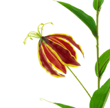 Kunstbloem Gloriosa Real Touch Rood 75 cm