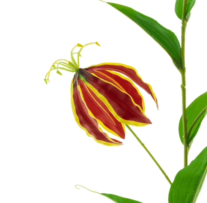 Kunstbloem Gloriosa Real Touch Rood 75 cm