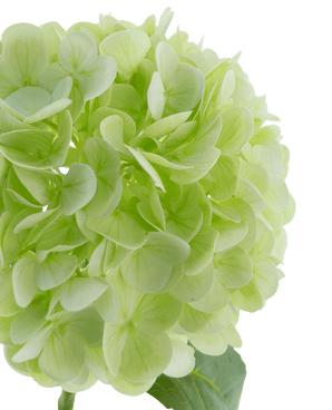 Kunstbloem Hortensia Real Touch Lichtgroen 49 cm