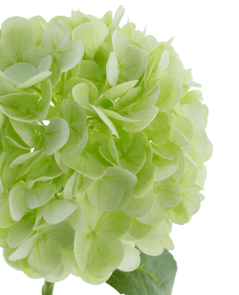 Kunstbloem Hortensia Real Touch Lichtgroen 49 cm
