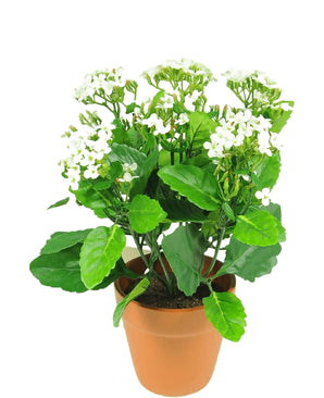 Kunstbloem Kalanchoe plant 31 cm wit