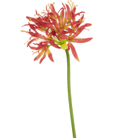 Kunstbloem Nerine 70 cm fuchsia