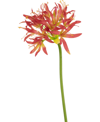 Kunstbloem Nerine 70 cm fuchsia