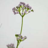 De Kunstgras Prei Bloem Ui Graspot 100cm brandvertragend heeft een enkele groene steel met trosjes kleine, delicate lichtpaarse bloemen, afgebeeld tegen een effen witte achtergrond.