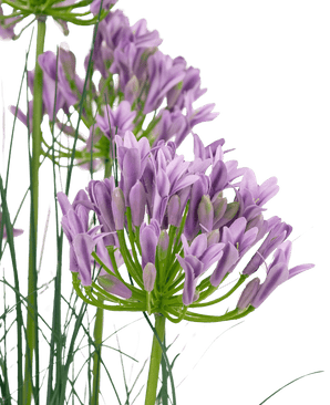 Kunstgras paarse Agapanthus uiengraspot 90cm brandvertragend