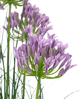 Kunstgras paarse Agapanthus uiengraspot 90cm brandvertragend