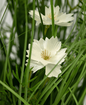 Kunstgras witte Gesang Bloem uiengraspot 56cm brandvertragend