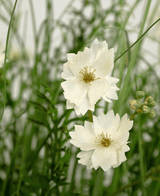 Kunstgras witte Gesang Bloem uiengraspot 90cm brandvertragend