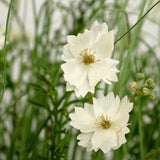 De brandvertragende Kunstgras witte Gesang Bloem uiengraspot 90cm heeft levensechte witte gelaagde bloemen met kleine knoppen, tussen dun groen gras en gebladerte voor een frisse, natuurlijke look.