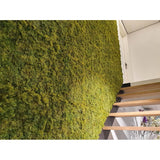 Een luxe interieur met een verticale groene muur van Kunsthaag Nordic Mos 50x50 cm UV, weelderig naast een moderne houten val. De schuine afbeelding benadrukt de rijke tekst van de mos en een deel van een deuropening erboven.