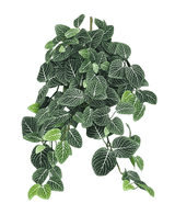 Kunsthangplant Fittonia Groen-wit 70cm