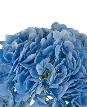 Kunsthortensia "Annabelle" Real Touch Blauw 55cm