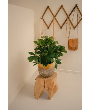 Een Kunstplant Baby Schefflera 45 cm staat op een rustiek houten krukje in een minimalistische kamer met crèmekleurige muren; erachter hangt een houten accordeon wandrek met hangende tassen en accessoires.