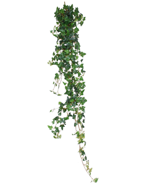 De Kunst hangplant Klimop Boston 180 cm groen heeft lange, hangende hartvormige bladeren in groen die prachtig afsteken tegen een witte achtergrond.