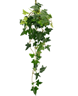 De Kunst hangplant Klimop Boston 70 cm groen heeft groene, stervormige bladeren en lange, slingerende ranken, perfect om een vleugje natuur toe te voegen tegen een witte achtergrond.