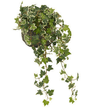 De Kunst Klimop Deluxe Groen-wit 60cm is een Engelse klimop in pot met groen en wit bonte bladeren, lange slingerende ranken en wordt geleverd in een decoratieve zwart-witte pot, gefotografeerd tegen een witte achtergrond.