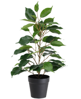 De Kunstplant Ficus in Pot 40cm is een hoge kunstplant in pot met meerdere takken en grote, glanzend groene bladeren, gepresenteerd in een eenvoudige zwarte pot tegen een witte achtergrond.