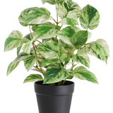 De Kunstplant Gouden Wijnstok in Pot 25cm heeft bonte groene en witte bladeren, gerangschikt in een strakke zwarte pot en tegen een witte achtergrond.