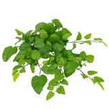 De Kunst Hangende Huiswijnstok Groen 70cm heeft frisse, levendige groene bladeren met gekartelde randen en meerdere stelen, geïsoleerd op een witte achtergrond.