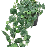 De Kunst Hangende Fittonia groen-wit in pot 70 cm UV is een hangende plant in pot met weelderig groene bladeren en opvallende witte aderen. De stengels draperen over de rand van een zwarte pot en voegen een prachtig cascade-effect toe aan je interieur.
