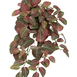 De Kunst hangplant Fittonia Rood en wit 70 cm heeft dichte, hangende ovale groene bladeren met opvallende witte en rozerode adering, tegen een witte achtergrond.