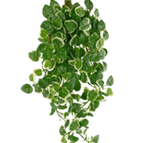 Een Kunst-hangplant Pumila van 50 cm met groene bladeren met een crèmewitte rand, die tegen een witte achtergrond naar beneden hangen.