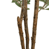 Close-up van enkele bruine boomtakken met ruwe bast en enkele groene bladeren uit de Kunst olijfboom UV 180 cm tegen een effen witte achtergrond.